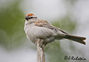 Spizella passerina